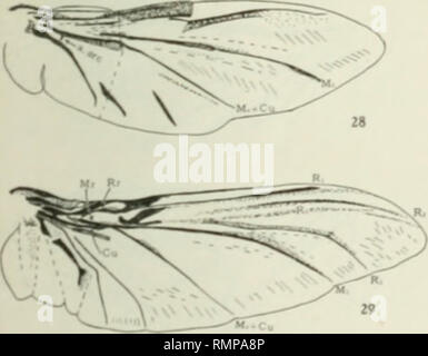 . Annali. Entomologia. . Si prega di notare che queste immagini vengono estratte dalla pagina sottoposta a scansione di immagini che possono essere state migliorate digitalmente per la leggibilità - Colorazione e aspetto di queste illustrazioni potrebbero non perfettamente assomigliano al lavoro originale. Entomological Society of America. Baltimore [ecc. ] Foto Stock