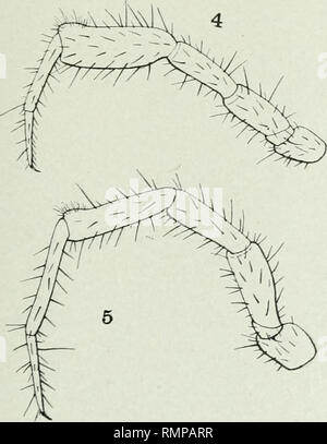 . Annali. Entomologia. . Si prega di notare che queste immagini vengono estratte dalla pagina sottoposta a scansione di immagini che possono essere state migliorate digitalmente per la leggibilità - Colorazione e aspetto di queste illustrazioni potrebbero non perfettamente assomigliano al lavoro originale. Entomological Society of America. Baltimore [ecc. ] Foto Stock