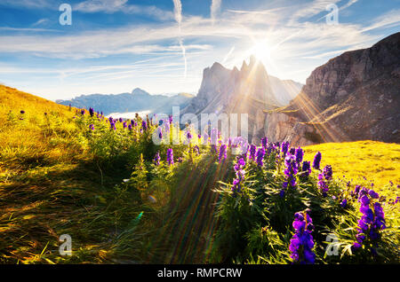 Ottima vista sulle Odle - Odle. Parco Nazionale Val Gardena. Dolomiti Alto Adige Südtirol. Località di Ortisei, Santa Cristina e Selva di Val Gardena, Foto Stock