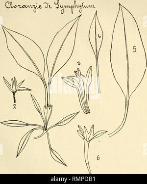 . Annali di botanica. Piante; piante -- Italia. 41 ULo O^CA/ttjfC T) t. Negli ovarii trasformati in corpi chiusi si trovano delle foglie più o meno sviluppate. Nel caso rappresentato dalla fig. 20 ci sono quattro foglie opposte e alterne (fig. 21), mentre nell'altro caso (figg. 10, 12) si trovano a causa piccole foglie oblunghe, dal mezzo delle quali vengono a causa foglie opposte piccole e strette. In tutti i casi dette foglie vengono dall'inter.. Si prega di notare che queste immagini vengono estratte dalla pagina sottoposta a scansione di immagini che possono essere state migliorate digitalmente per la leggibilità - Colorazione e aspetto di th Foto Stock