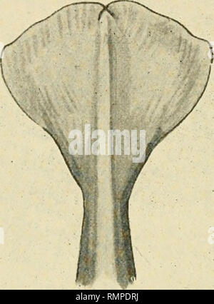 . Annali del museo di Durban. Storia naturale; Zoologia; storia naturale. 144 Anatomia di capodoglio Fcetus, dividendo così in una serie di "segmenti". La cresta del dorso in questo giovane feto corre fino alla fine del corpo tra i lembi della coda. E sulla superficie ventrale è presente nella zona posteriore del corpo tlie un bordo affilato che funziona in modo simile alla fine della coda. Nei vecchi del feto, la cresta ventrale da sola raggiunge la fine della coda; la cresta dorsale termina circa a metà strada tra i due passera nera. Per quanto riguarda questi ultimi, il più giovane del feto mostra Foto Stock