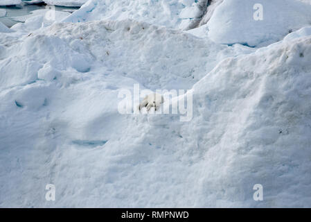 Archiviato - 14 agosto 2015, ---, -: un orso polare giace su un iceberg nell'Oceano Artico. Foto: Ulf Mauder/dpa Foto Stock