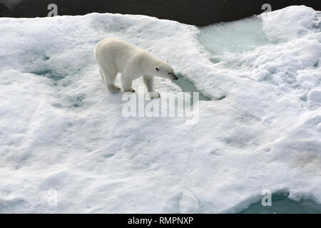 Archiviato - 14 agosto 2015, ---, -: un orso polare si erge su un glaçon nell'Oceano Artico. Foto: Ulf Mauder/dpa Foto Stock