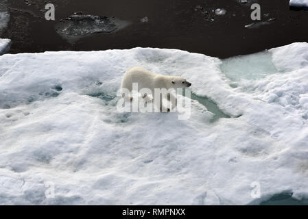 Archiviato - 14 agosto 2015, ---, -: un orso polare si erge su un glaçon nell'Oceano Artico. Foto: Ulf Mauder/dpa Foto Stock
