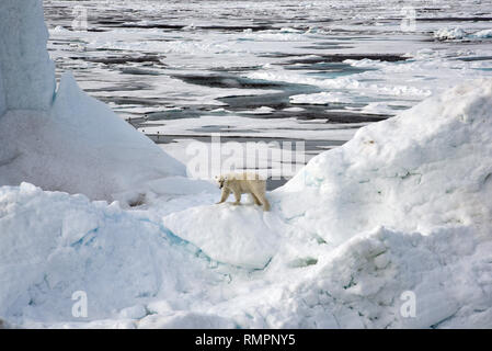 Archiviato - 14 agosto 2015, ---, -: un orso polare si erge su un iceberg nell'Oceano Artico. Foto: Ulf Mauder/dpa Foto Stock