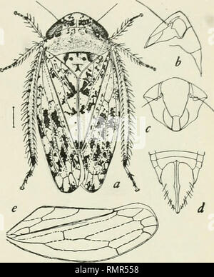 . Annali. Entomologia. . Si prega di notare che queste immagini vengono estratte dalla pagina sottoposta a scansione di immagini che possono essere state migliorate digitalmente per la leggibilità - Colorazione e aspetto di queste illustrazioni potrebbero non perfettamente assomigliano al lavoro originale. Entomological Society of America. Baltimore [ecc. ] Foto Stock