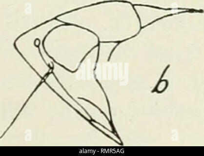 . Annali. Entomologia. . Si prega di notare che queste immagini vengono estratte dalla pagina sottoposta a scansione di immagini che possono essere state migliorate digitalmente per la leggibilità - Colorazione e aspetto di queste illustrazioni potrebbero non perfettamente assomigliano al lavoro originale. Entomological Society of America. Baltimore [ecc. ] Foto Stock