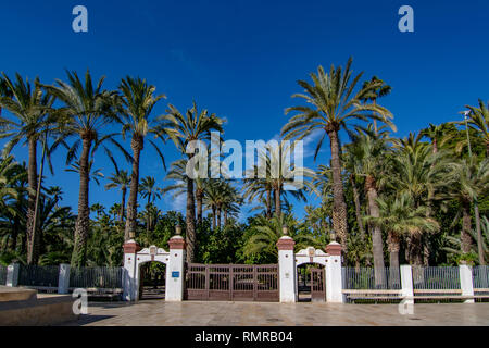 Elche, Alicante, Spagna; Febbraio 2017: Il Palmeral di Elche, Spagna, uno dei più grandi del mondo. UNESCO patrimonio dell'umanità Foto Stock