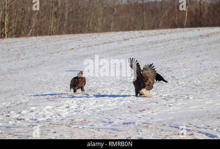 Due aquile calve chiacchiere fino a vicenda in un campo Foto Stock