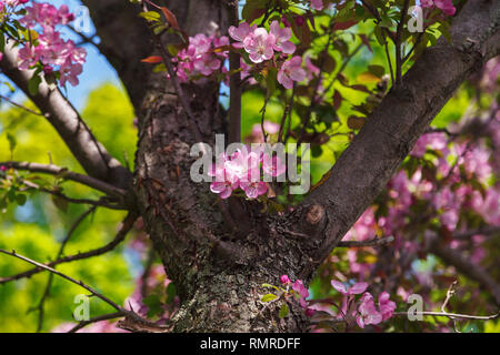 Peach Blossoms nel giardino in una giornata di sole. Molla albero con fiori di colore rosa. Fiore a rami di un albero di pesco, lo sfondo è sfocato. Foto Stock