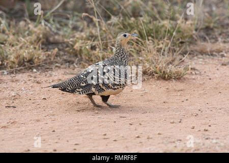 Castagno femmina di ventre (sandgrouse Pterocles exustus) Foto Stock