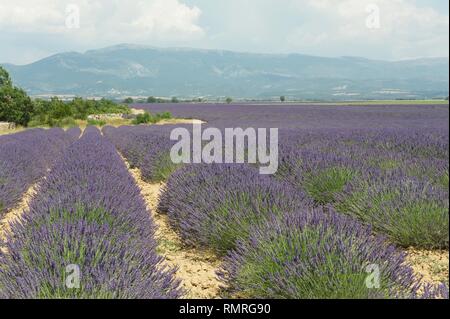 Campi di lavanda di Valensole Provenza Foto Stock