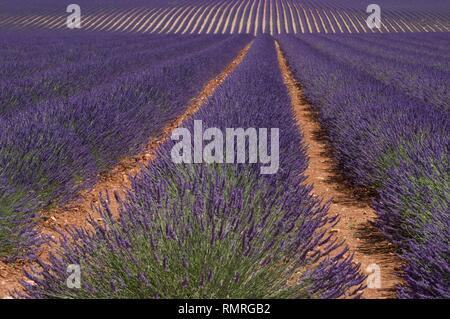 Campi di lavanda di Valensole Provenza Foto Stock