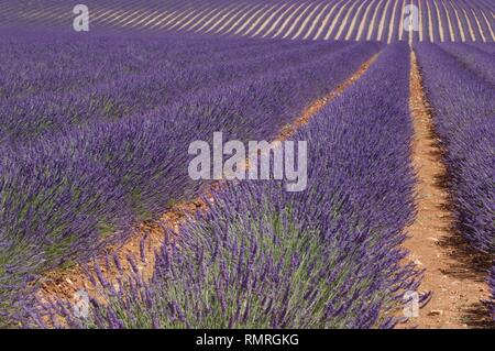 Campi di lavanda di Valensole Provenza Foto Stock