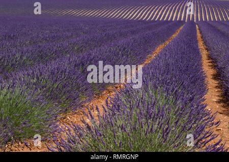 Campi di lavanda di Valensole Provenza Foto Stock