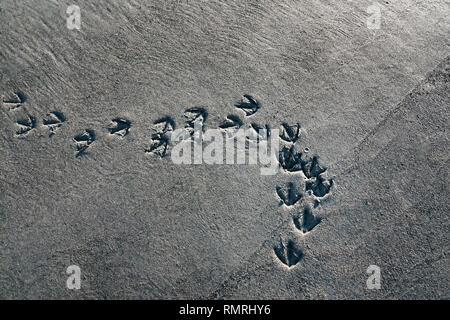 Anatra selvatica di stampe in sabbia su una spiaggia in Alaska dal di sopra. Foto Stock