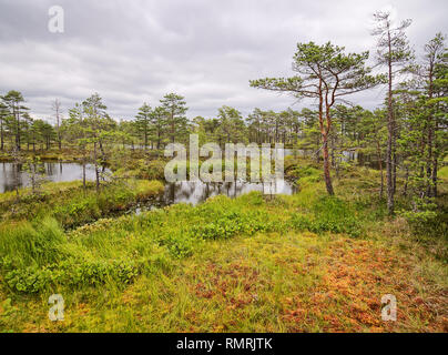 Rannametsa-Tolkuse lo studio della natura trail. Scenic vista palude con un piccolo laghetto e di zone umide. L'Estonia. Foto Stock