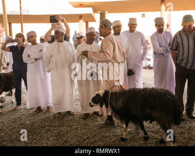 Nizwa, Oman - 2 Novembre 2018: Omani uomo mostra ovini per asta al Nizwa mercato degli animali Foto Stock