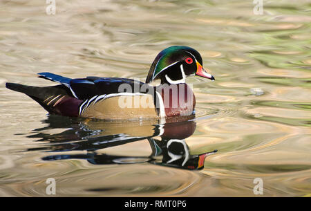 Un'anatra di legno maschio (Aix spugsa) nuota in un laghetto al Franklin Canyon Park, Los Angeles, CA, USA. Foto Stock