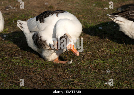 Oca domestica (Anser anser domesticus) Foto Stock