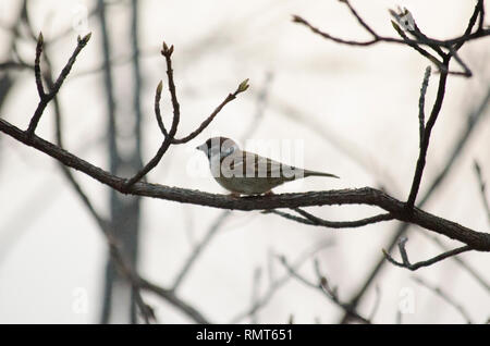 Cisalpina ITALIANA SPARROW Passer italiae BROWN BIRD arroccato sui rami di alberi Foto Stock