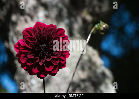 Bella Carmine (rosso scuro) Mille e Una Notte o Dahlia dalia decorativo su un giardino. Movimenti dolci sotto la brezza estiva. Foto Stock