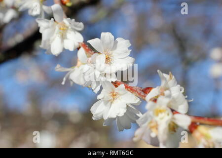 × Prunus subhirtella Autumnalis "". Inverno a fiori di Prunus subhirtella 'Autumnalis in gennaio, UK. Chiamato anche Prunus 'Autumnalis Alba". Foto Stock