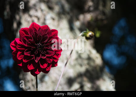 Piuttosto Carmine (rosso scuro) Mille e Una Notte o Dahlia dalia decorativo su un giardino. Movimenti dolci sotto la brezza estiva. Foto Stock