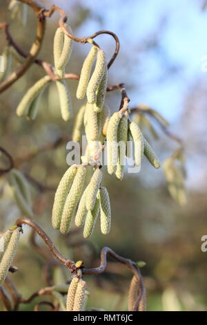 Catkins of Corylus avellana "Contorta", Corkscrew Hazel a febbraio, Inghilterra, Regno Unito Foto Stock