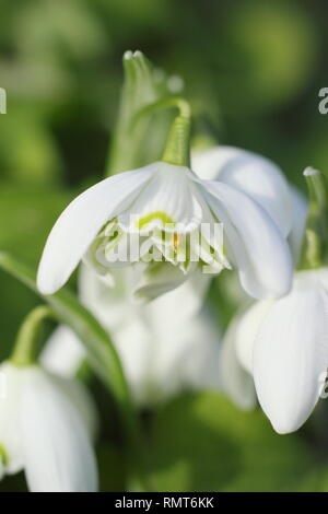 Galanthus nivalis f. pleniflorus 'Flore Pleno'. Il doppio di blumi di 'Flore Pleno' snowdrop rivelato al lettore/viewer, Inghilterra, Regno Unito. Modulo Gas Anestetici Foto Stock