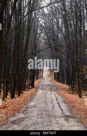 Strada solitaria attraverso un vuoto foresta di autunno in un giorno nuvoloso Foto Stock