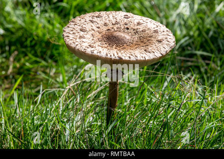 Close up di un fungo selvatico nel mezzo di un campo erboso Foto Stock