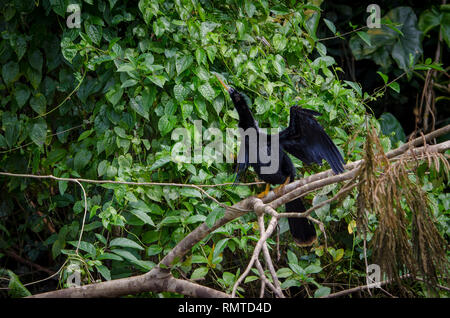 Anhinga nel Parco Nazionale di Tortuguero Costa Rica Foto Stock