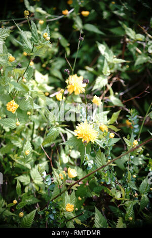 I fiori gialli della Kerria japonica dopo la pioggia. Foto Stock