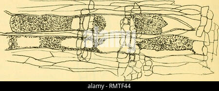 . Annali di biologia applicata. Biologia, ECONOMICA; biochimica. t! Sulle Malattie degli alberi di Prugne penetrazione laterale del hyphae avviene attraverso il box che abbondano nei tessuti del legno (cfr. Fig. 7). Questa penetrazione è molto lenta e spesso limitato ai giovani in legno, ad esempio in un ramo morto 8 ins. di diametro, da un Principe di Galles albero, hyphae potrebbe essere trovato nelle regioni ultraperiferiche § ins., e nella parte interna di questa zona solo in raggi midollare. Sulle navi stesse il hyphae erano limitati alle regioni ultraperiferiche di pollice. Le pareti delle celle sono praticamente non risente di questi funghi, sezioni f Foto Stock