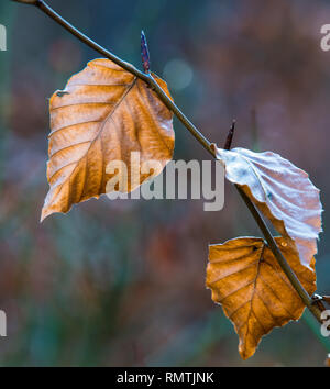 Retroilluminato luminosamente autunno faggio colorato le foglie in autunno e inverno, con profondità di campo ridotta. Nuove gemme a foglia già costituenti Foto Stock