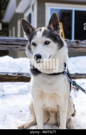 Lazy alaskan husky cane stabilisce nella neve e gode del sole con i suoi occhi semi chiusi Foto Stock