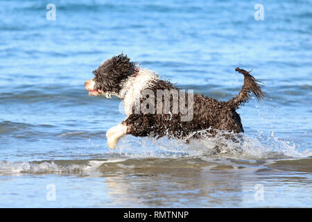 Un marrone e bianco acqua portoghese cane che corre attraverso le onde all'oceano. Foto Stock