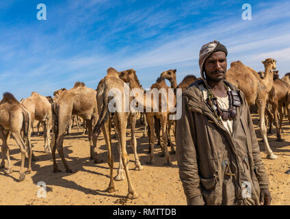 Sudanesi allevamento di cammelli, la Nubia, Old Dongola, Sudan Foto Stock