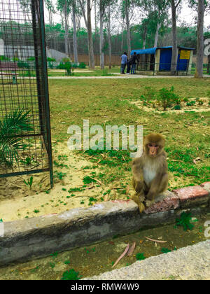 Una piccola scimmia seduta nel parco zoo Foto Stock