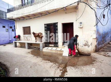 AGRA, Uttar Pradesh, India - Febbraio 24, 2015: donna indiana pulizia di casa sua con la scopa, Capra in piedi vicino alla strada stretta del Taj Ganj distretto. Foto Stock