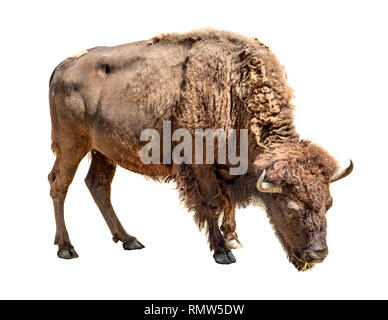 Bison isolato su uno sfondo bianco Foto Stock