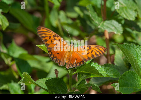 Gulf fritillary (Agraulis vanillae), Aka passione butterfly, arancio brillante, vista dorsale, alimentando su umbelanterna (Lantana camara) fiore, Paraguay Foto Stock