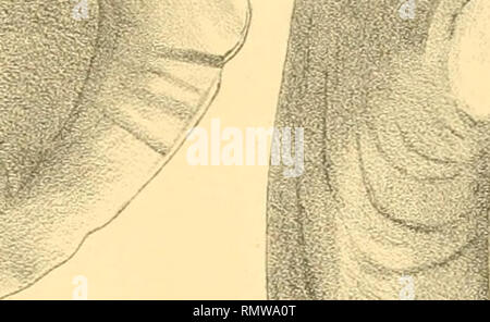. Annales du Musée d'histoire Naturelle de Marseille, pubblicato aux frais de la ville ... . Si prega di notare che queste immagini vengono estratte dalla pagina sottoposta a scansione di immagini che possono essere state migliorate digitalmente per la leggibilità - Colorazione e aspetto di queste illustrazioni potrebbero non perfettamente assomigliano al lavoro originale. Musée d'histoire Naturelle de Marseille. Marseille Foto Stock