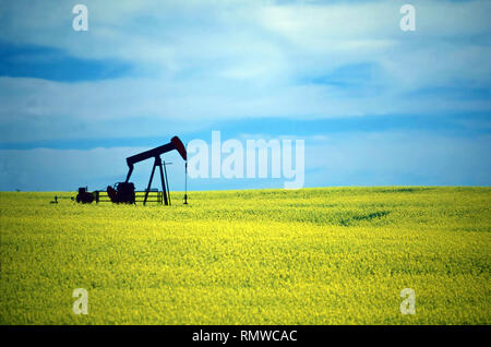 Pompa olio jack in un campo di colza blumi,Saskatchewan, Canada Foto Stock