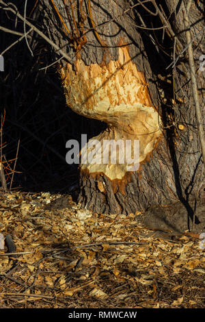 Tronco di Cottonwood gravemente masticato da Beaver Nord America, mostrando trucioli di legno a terra. Castle Rock Colorado Stati Uniti. Foto scattata a dicembre. Foto Stock