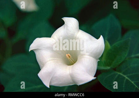 Stramonio Foto Stock