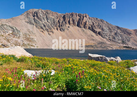WY03770-00...WYOMING - Fiori Selvatici fiorire lungo la Beartooth Highlakes Trail in tarda estate lungo le rive di un grande lago senza nome. Foto Stock