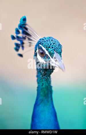 Peacock Yala National Park safari Sri Lanka Foto Stock