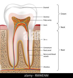 Anatomia dentale medical illustrazione vettoriale su sfondo bianco Illustrazione Vettoriale